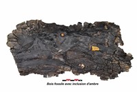 Bois fossile avec inclusion d'ambre